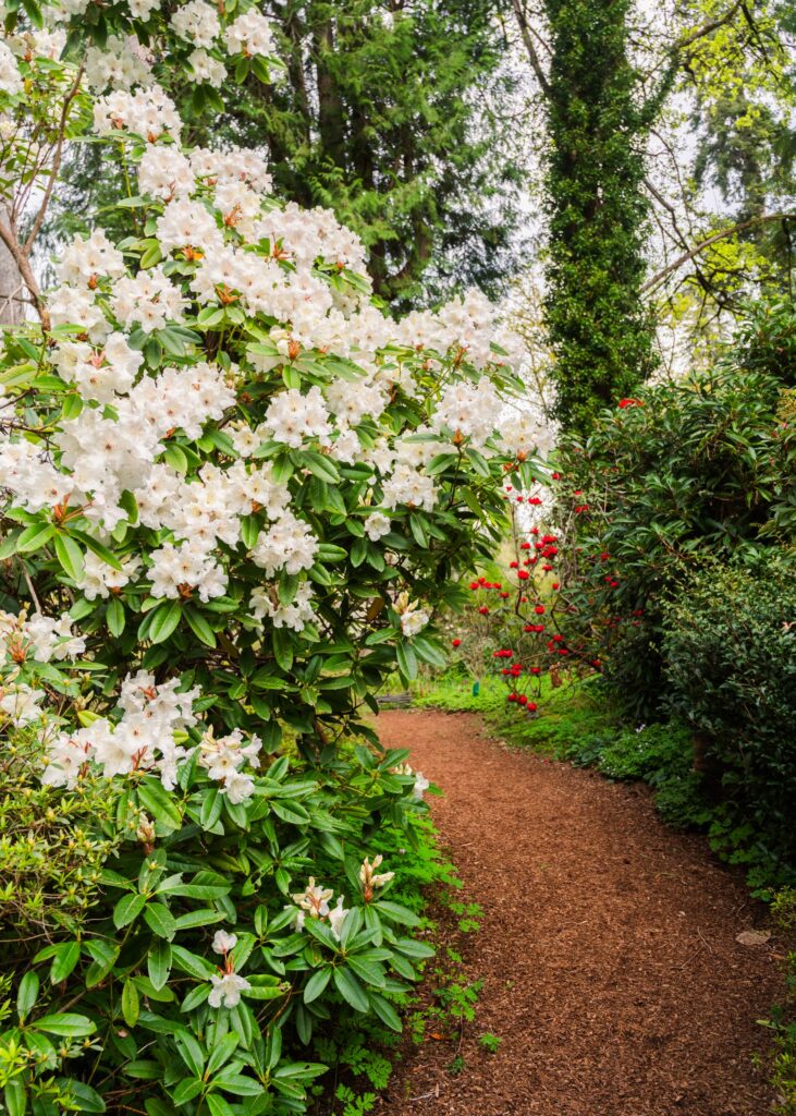 Rhododendrons add color to the trails as spring arrives at Bloedel Reserve.